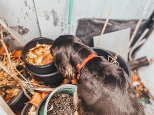 Emmy sniffing for termites