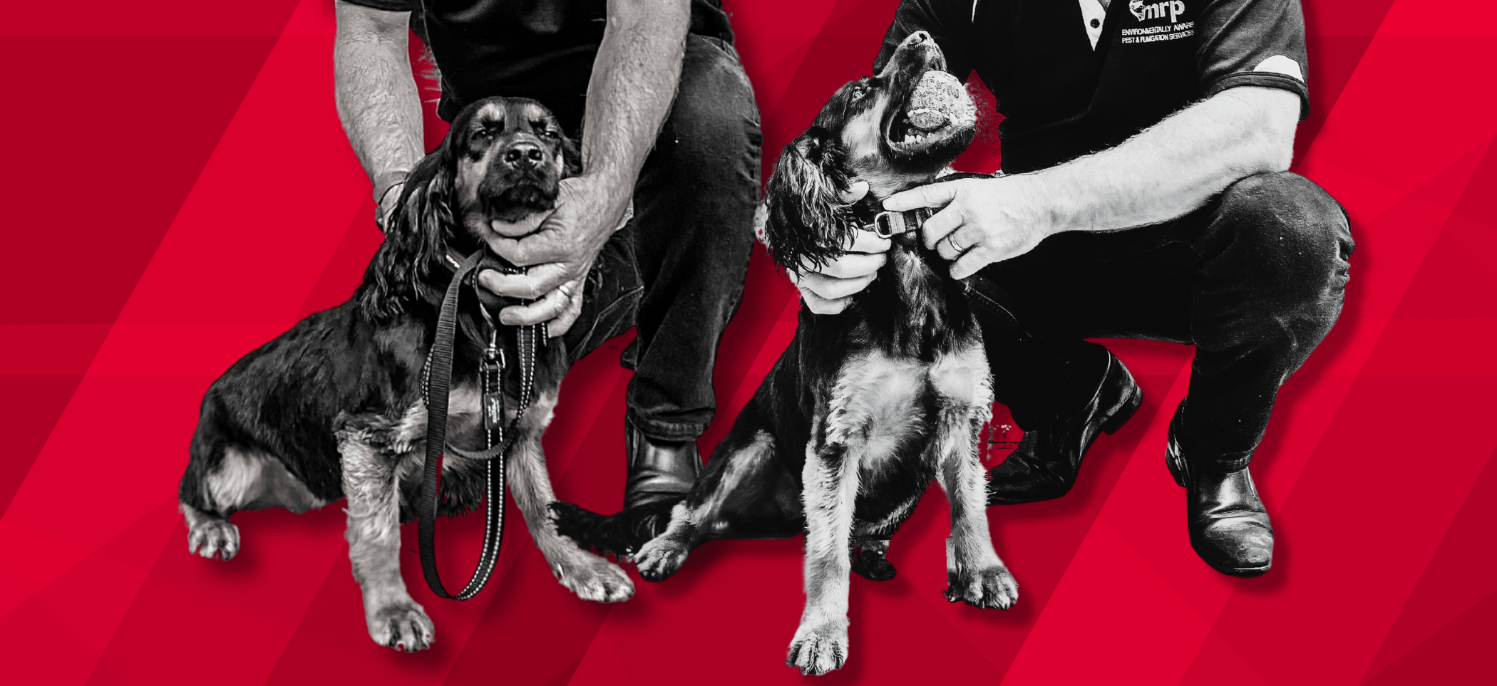 Meet The Termite Detection Dog, Emmy